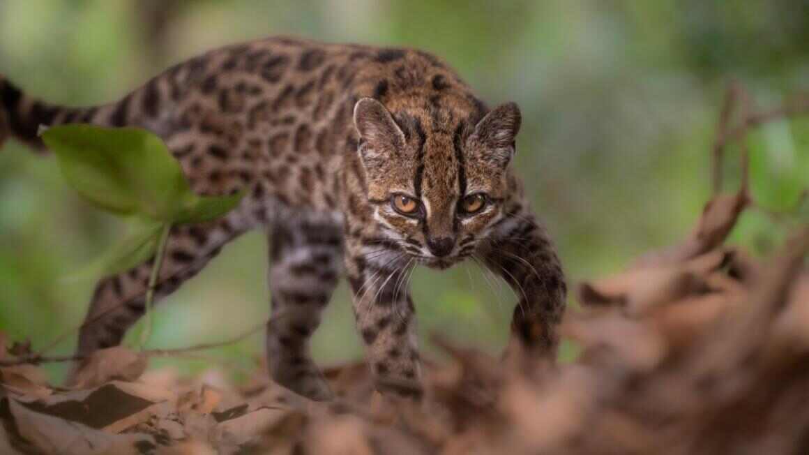 “No começo não acreditávamos”: pesquisadores contam ao CNEWS sobre a descoberta de um novo felino, a primeira em 100 anos